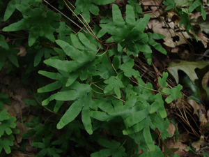 Photo By: Stephen M. Young. Photo taken: Richmond County, NY on 12 September 2006